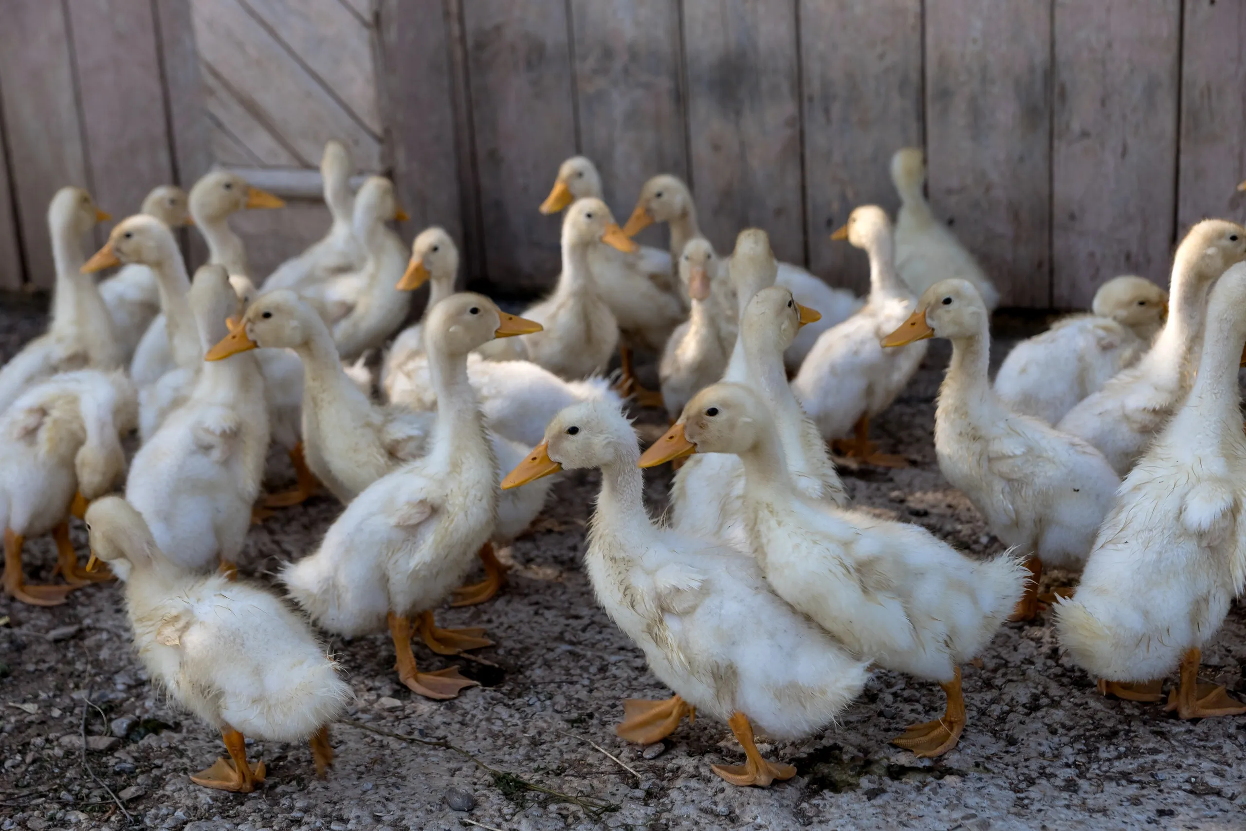 Fresh farm eggs with free-range chickens in background
