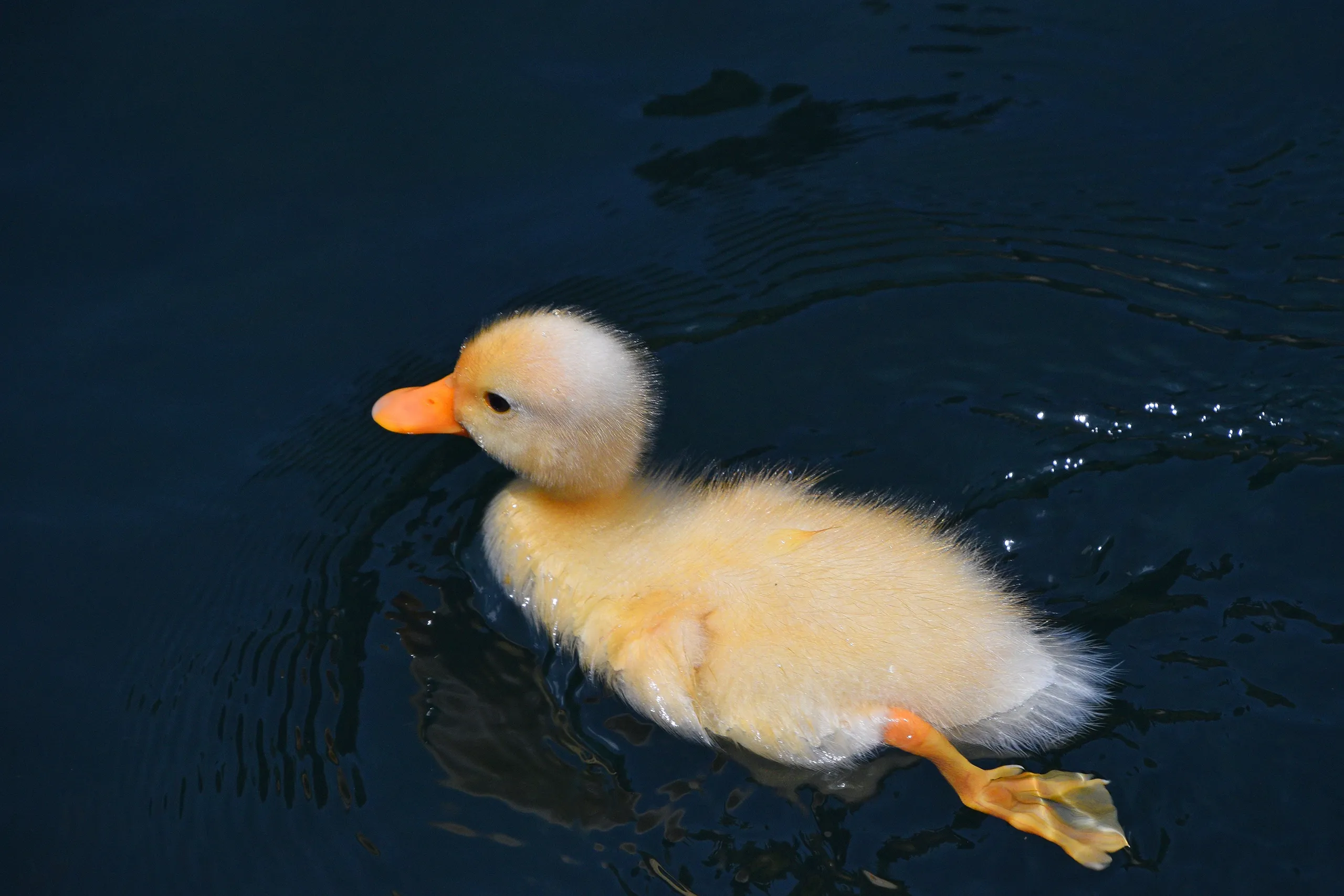 Baby chick at Hungry Ducks LLC farm