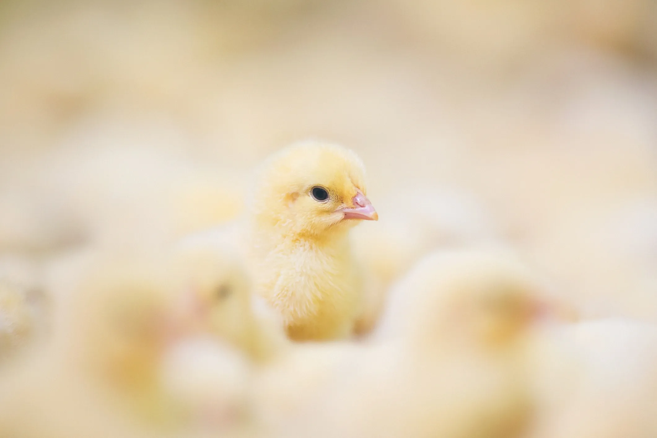 Baby duckling swimming