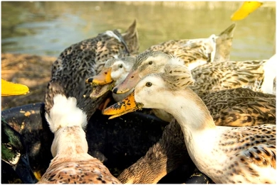 Hungry Ducks LLC